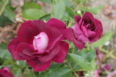 Rose Burgundy Iceberg