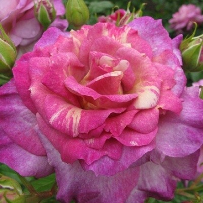 Rose Antique Affair