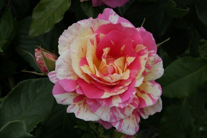 Rose Claude Monet