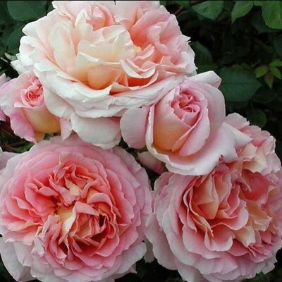 Rose Abraham Darby