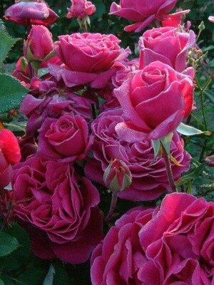 Rose Blackberry Nip