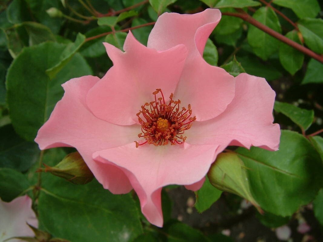 Rose Dainty Bess