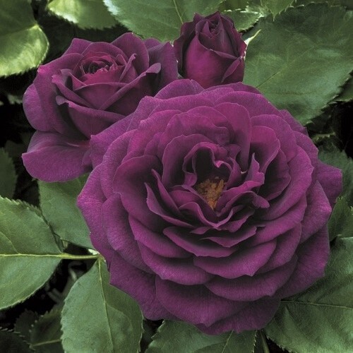 Rose Ebb Tide