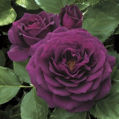 Rose Ebb Tide