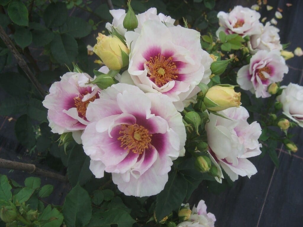 Rose Eyes For You