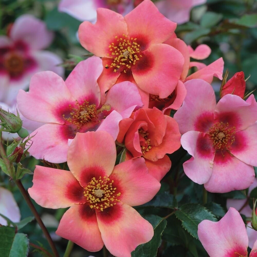 Rose For Your Eyes Only
