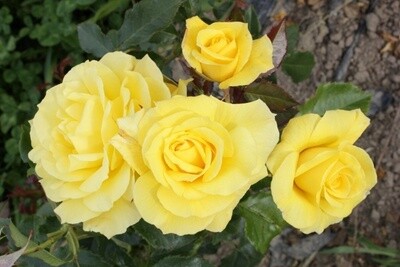 Rose Friesia