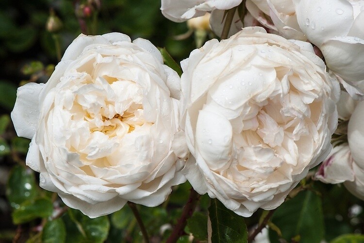 Rose Glamis Castle