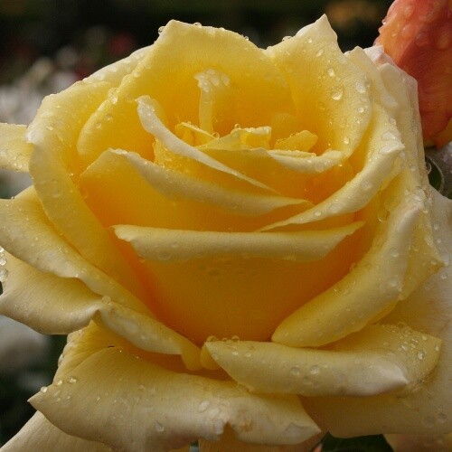 Rose Glorious