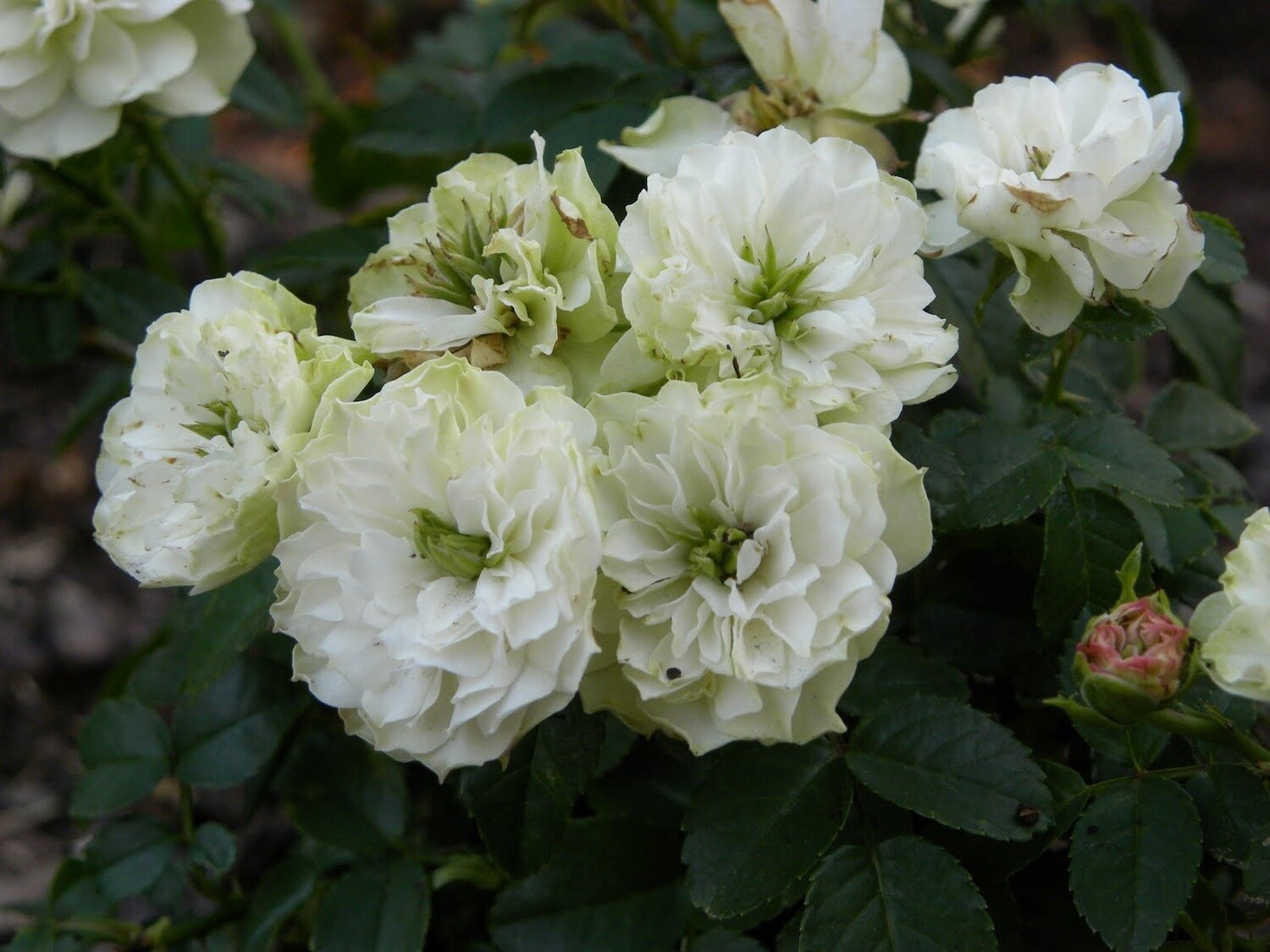 Rose Green Ice