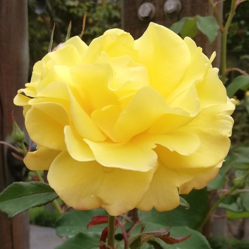 Rose Kaiteri Gold