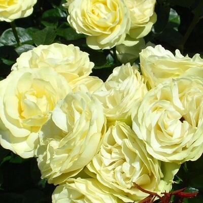 Rose Lemon &#39;N&#39; Lime
