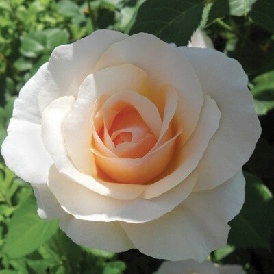 Rose Love Me Do