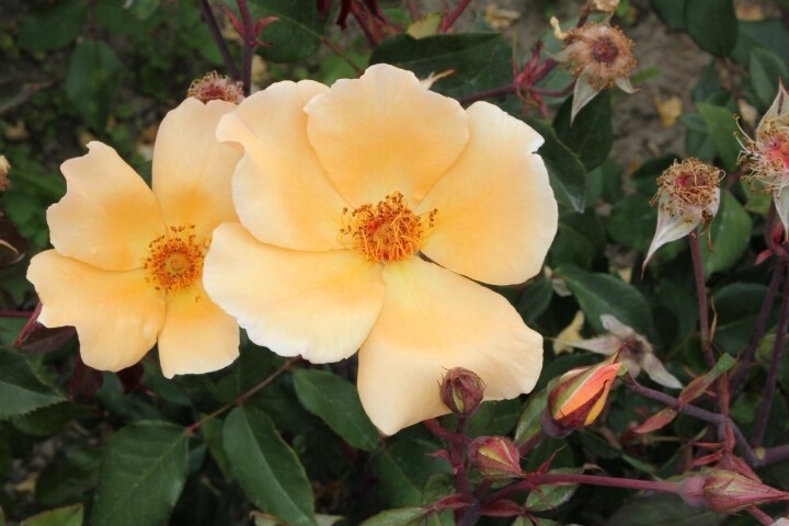 Rose Mrs Oakley Fisher