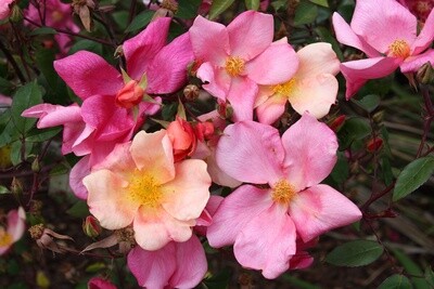 Rose Mutabilis