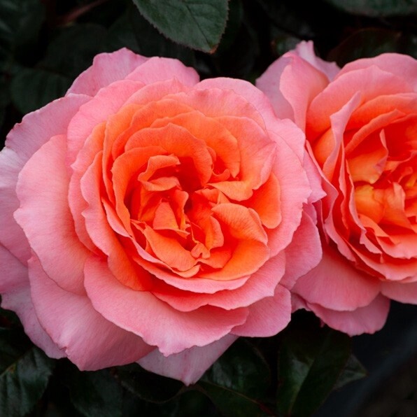 Rose Paddy Stephens