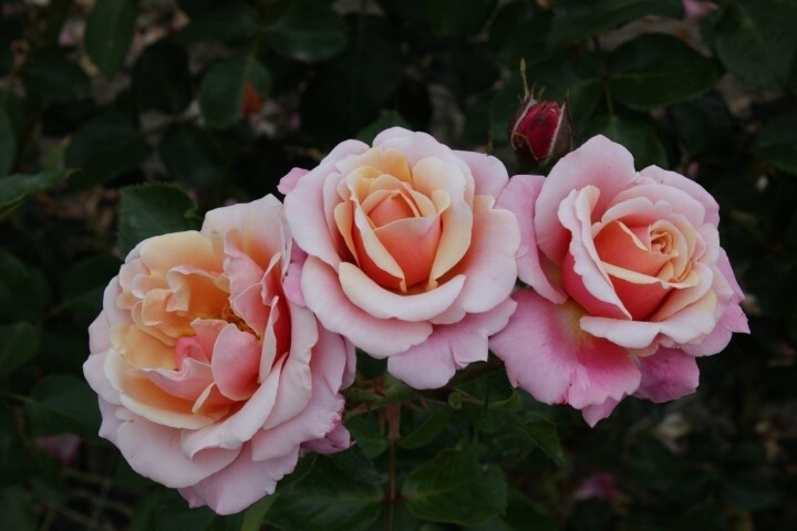 Rose Softly Softly