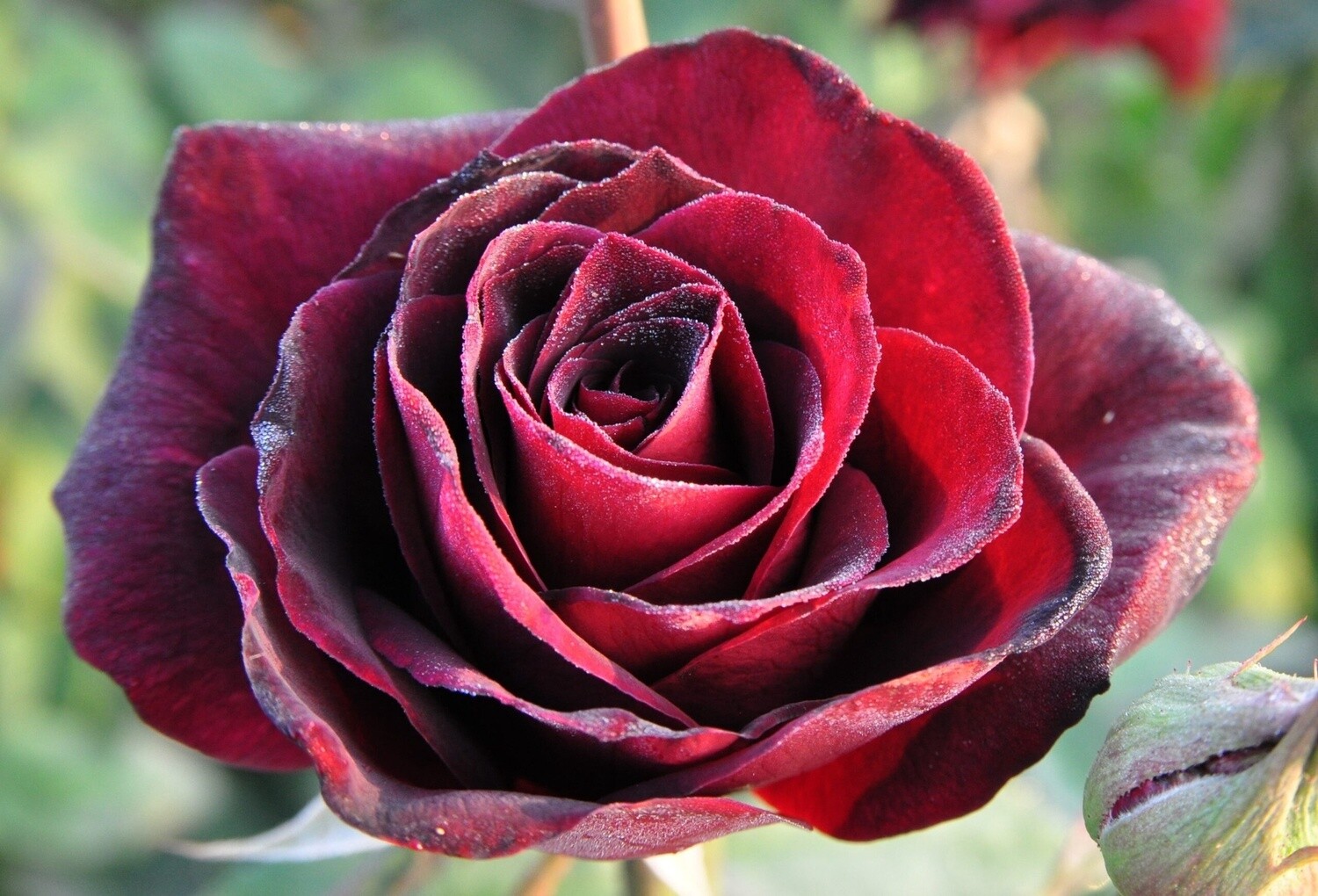 Rose Papa Meilland