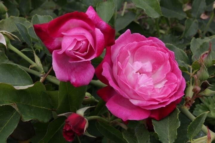 Rose Sophie's Perpetual