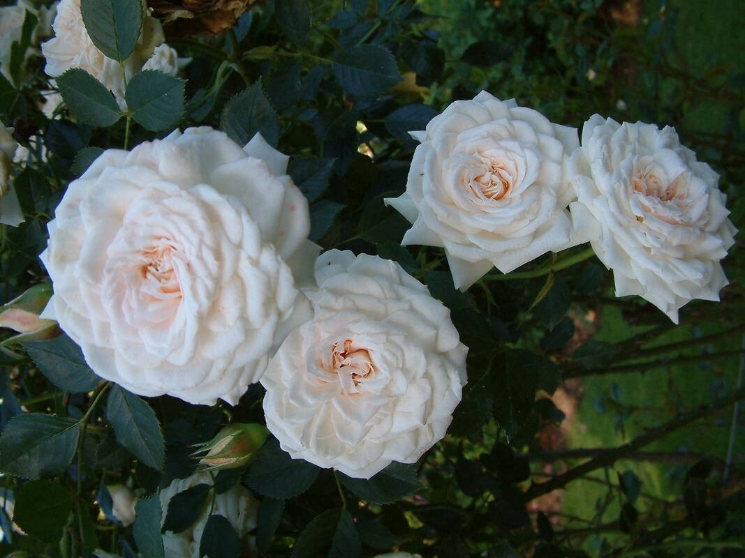 Rose Taffeta