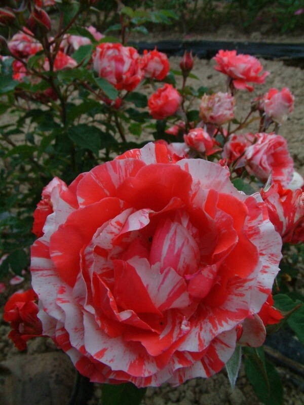 Rose Twist n Twirl