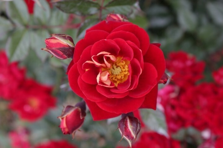 Rose Tapestry