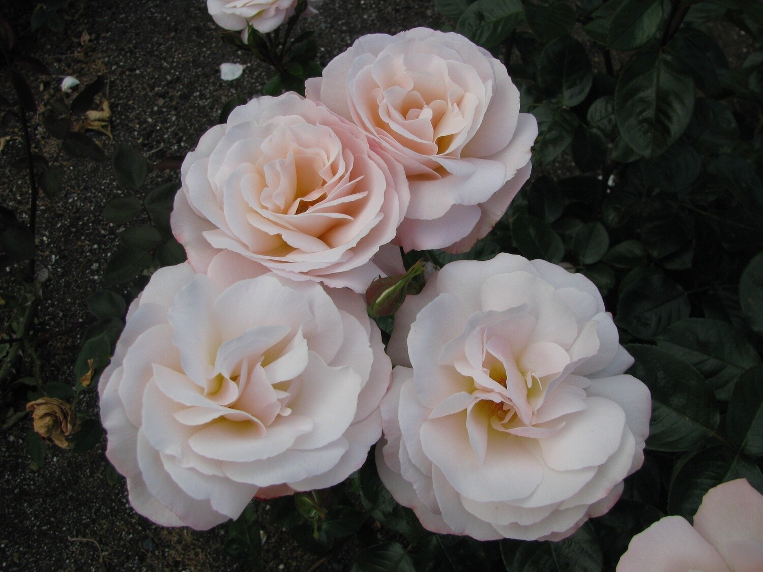 Rose Anniversary