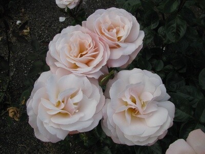 Rose Anniversary