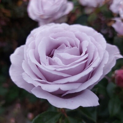 Rose Hi Ho Silver