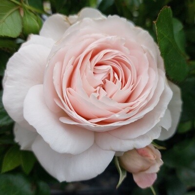 Rose Sweet Romanza