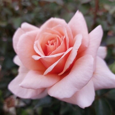 Rose Scent to Remember