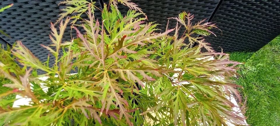 Acer Palmatum Dissectum Moss Gold