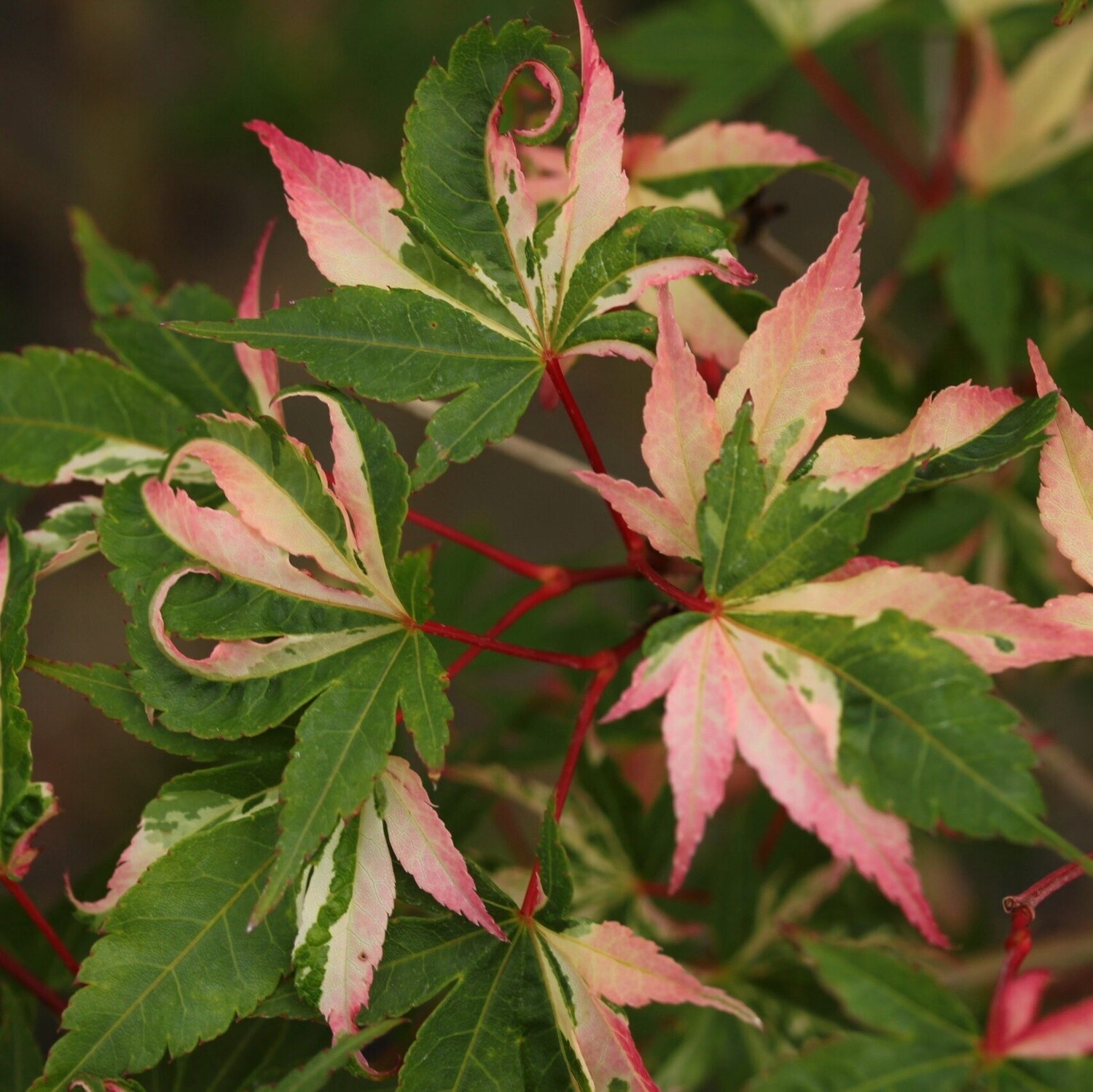 Acer Palmatum Asahi Zuru