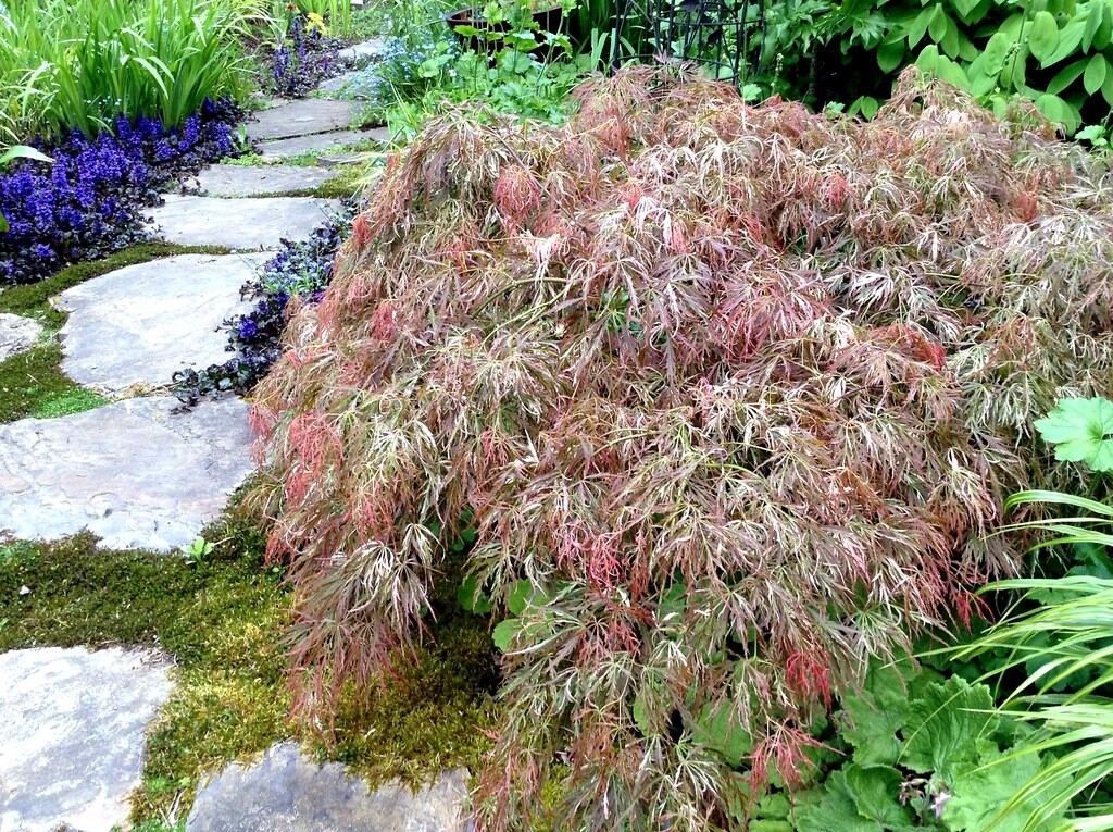 Acer Palmatum Dissectum Toyama Nishiki (Green Cascade)