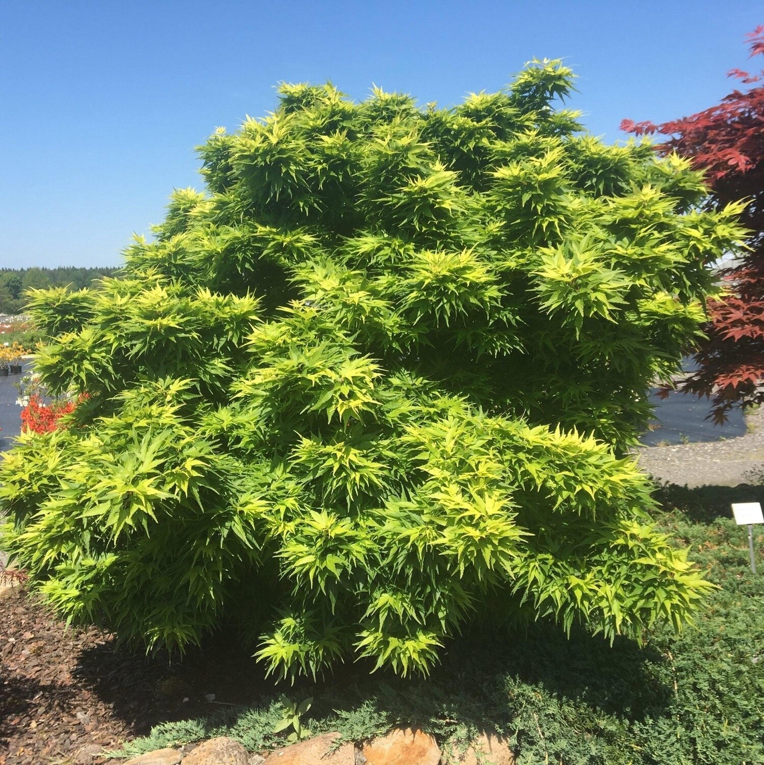 Acer Palmatum Mikawa Yatsubusa