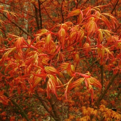 Acer Palmatum Katsura
