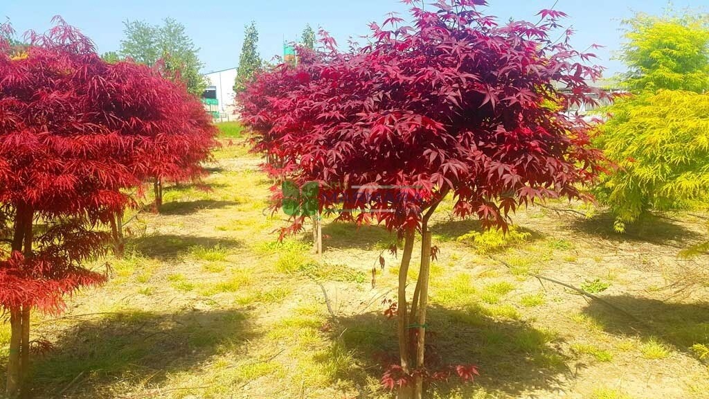 Acer Palmatum Red Emperor