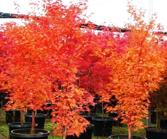 Acer Palmatum Sango Kaku Senkaki