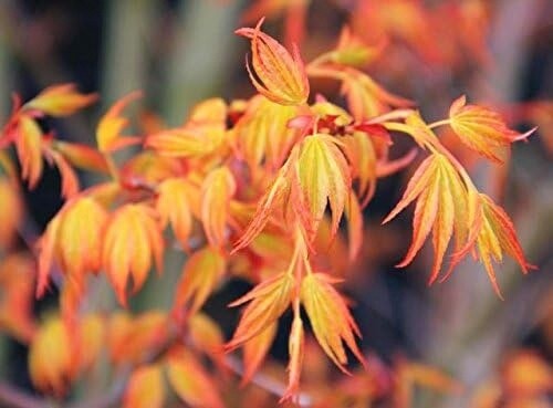 Acer Palmatum Uno Yama