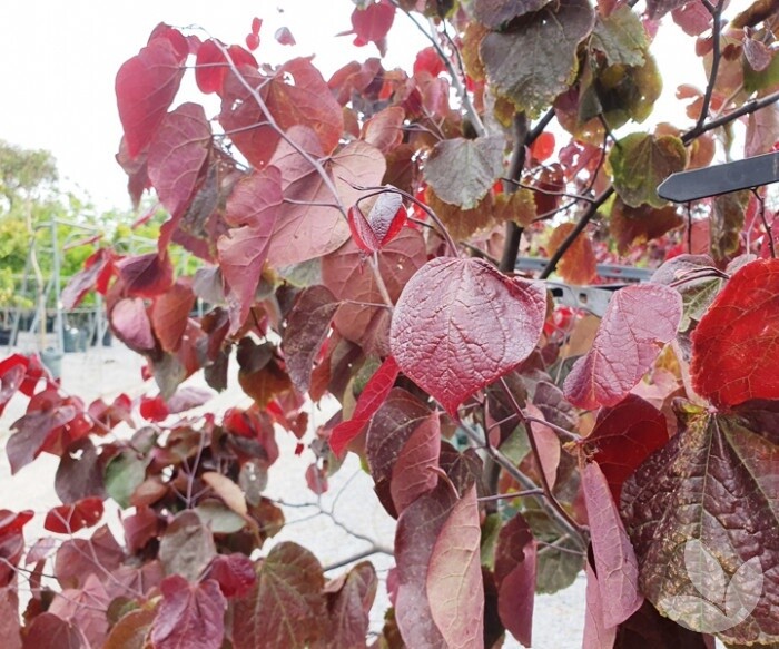 Cercis Canadensis Forest Pansy