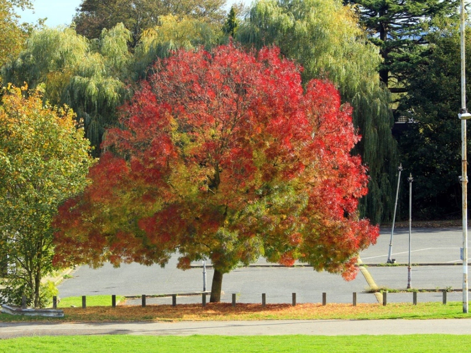 Fraxinus Oxycarpa Raywoodii - Claret Ash