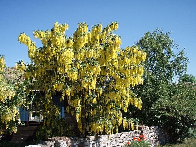 Laburnum x Watereri Vossii - Golden Chain Tree