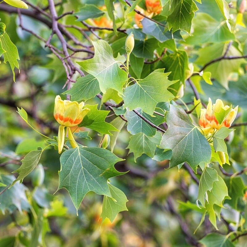Liriodendron Tulipifera Fastigata