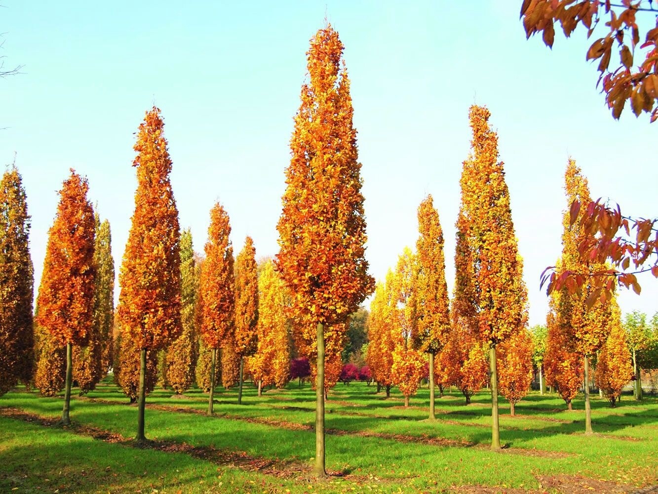 Liriodendron Tulipifera Fastigata