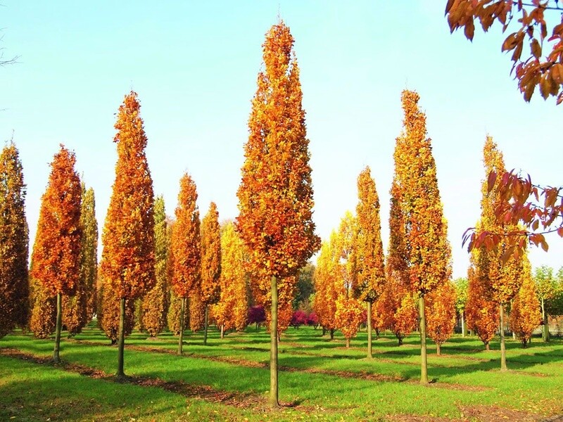 Liriodendron Tulipifera Fastigata