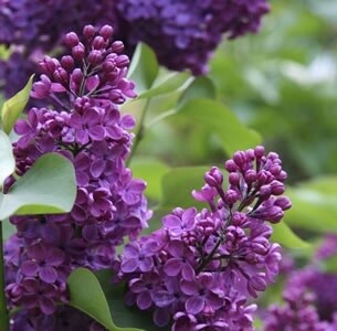 Syringa Vulgaris (Lilac) Congo