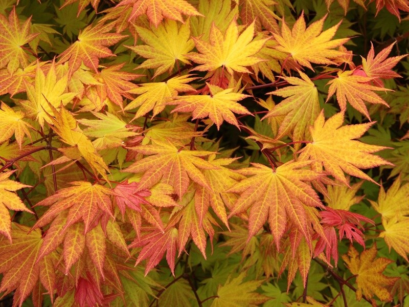 Acer Shirasawanum Autumn Moon