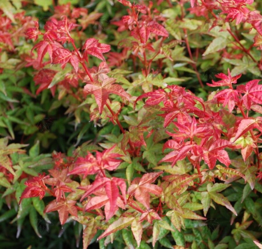 Acer Palmatum Beni Hime