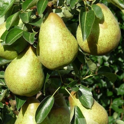 Pear William Bon Chretian
