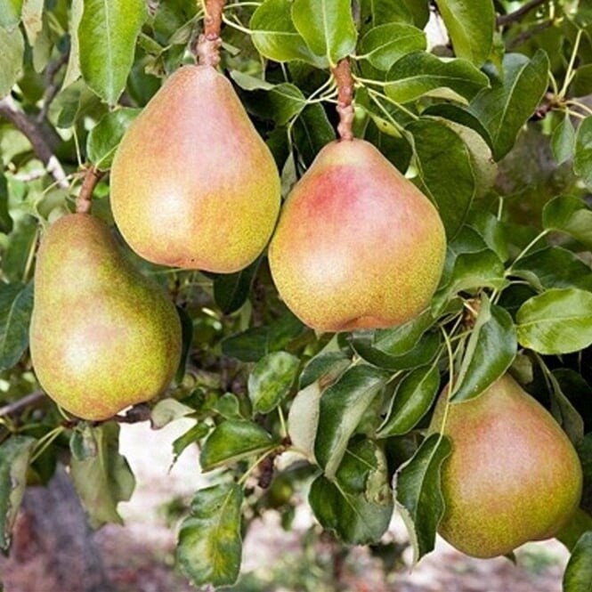 Pear Doyenne Du Comice